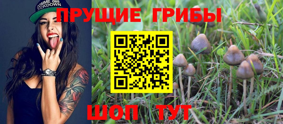 Псилоцибиновые грибы Psilocybe  Вход с VPN  Мелеуз 